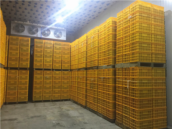 成都冷藏库租赁 成都冷藏库租赁