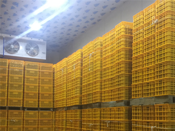 四川保鲜库租赁