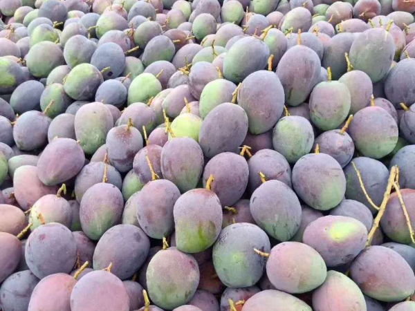 成都冻库租赁 成都冻库租赁