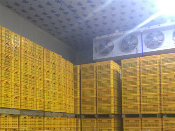 成都速冻库出租