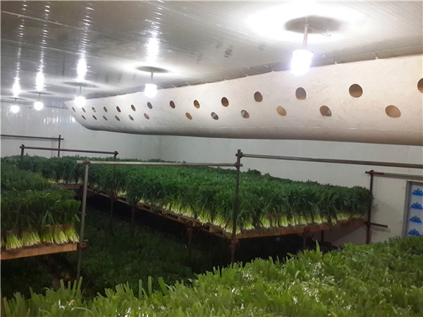 租一 1000 平冻库需要多少钱,成都冻库出租 租一 1000 平冻库需要多少钱,成都冻库出租